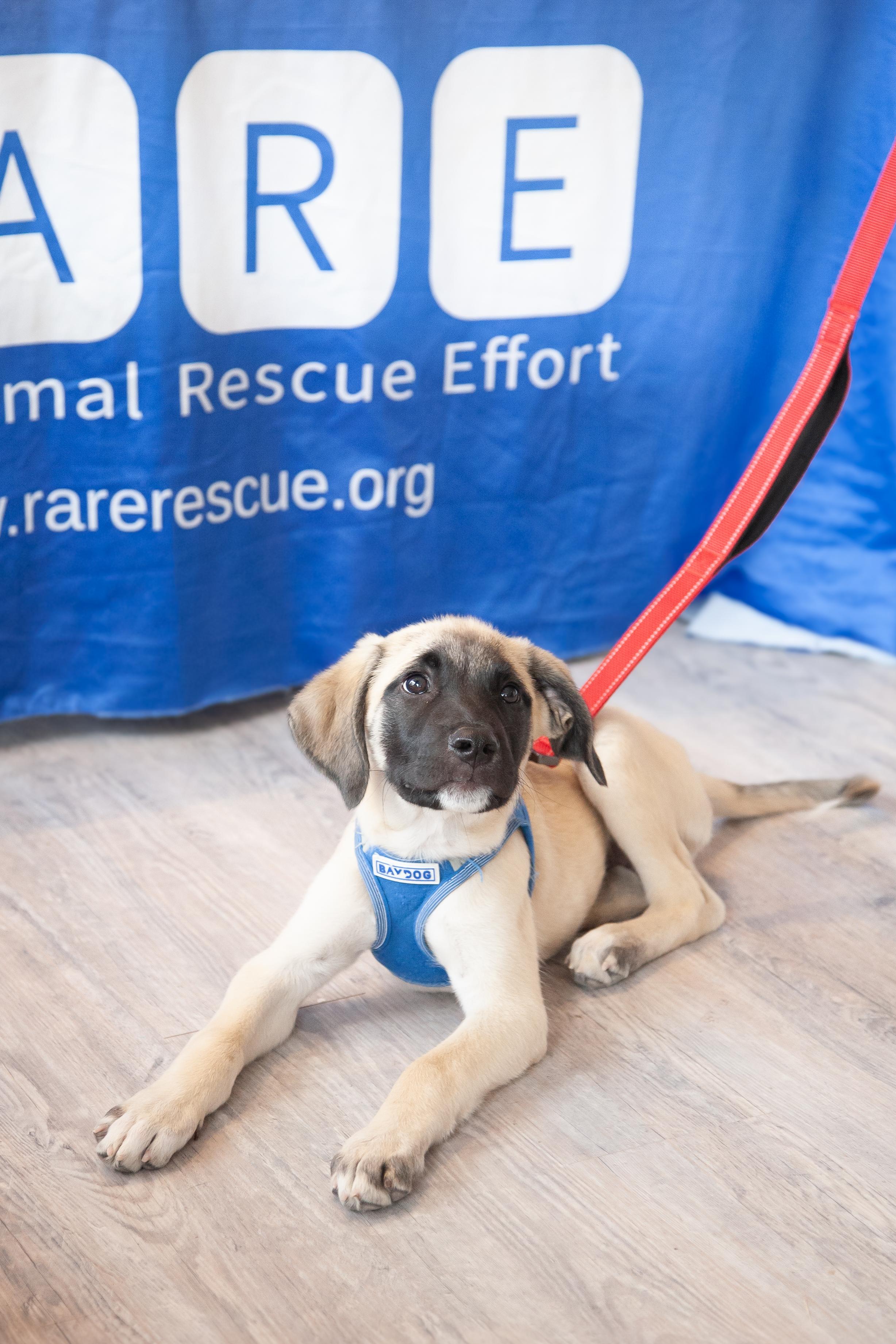Enlarge Tagalong, a Adoptable mixed breed in Franklin, TN image 6/6