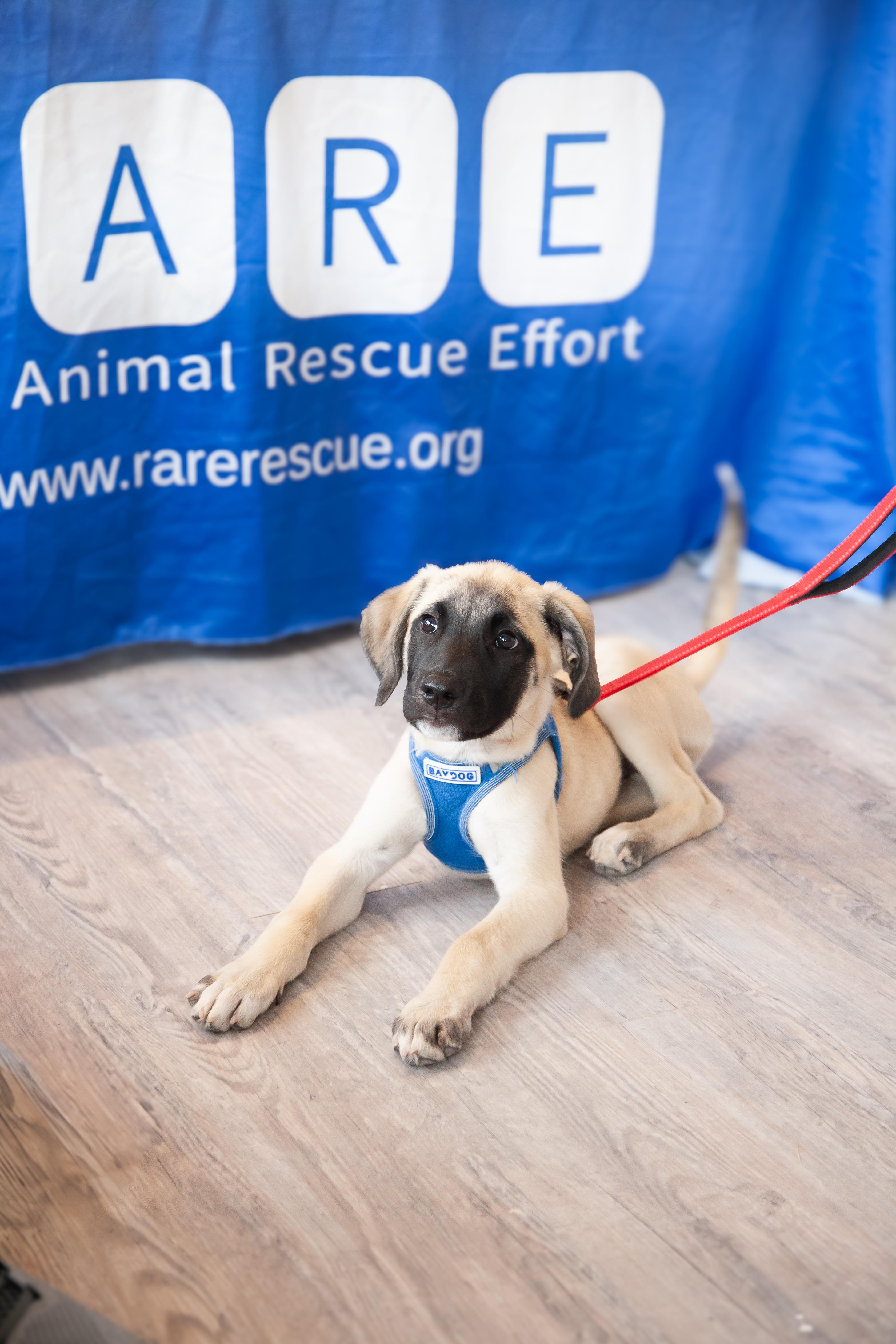 Enlarge Tagalong, a Adoptable mixed breed in Franklin, TN image 3/6