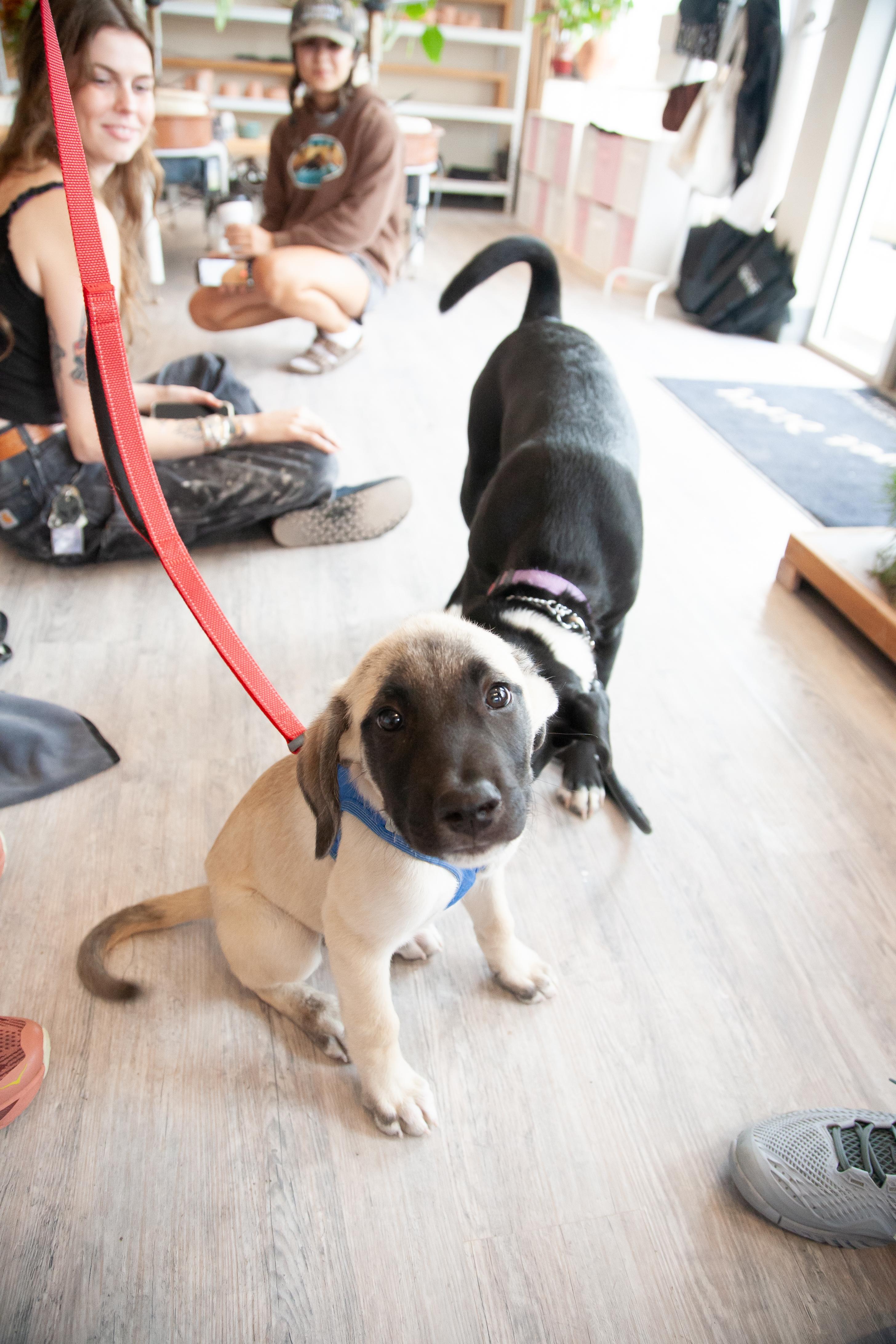 Enlarge Tagalong, a Adoptable mixed breed in Franklin, TN image 2/6