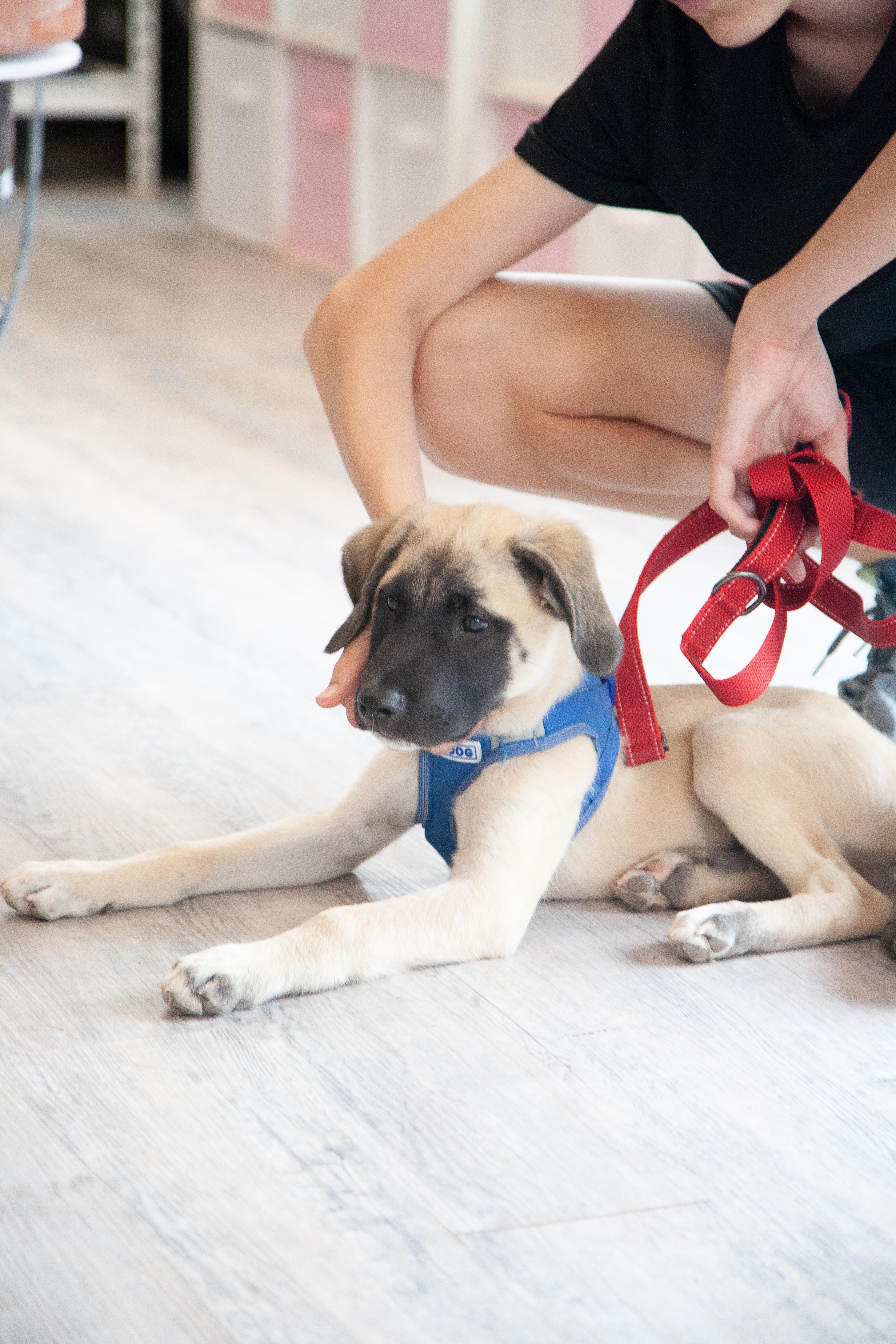 Enlarge Tagalong, a Adoptable mixed breed in Franklin, TN image 4/6