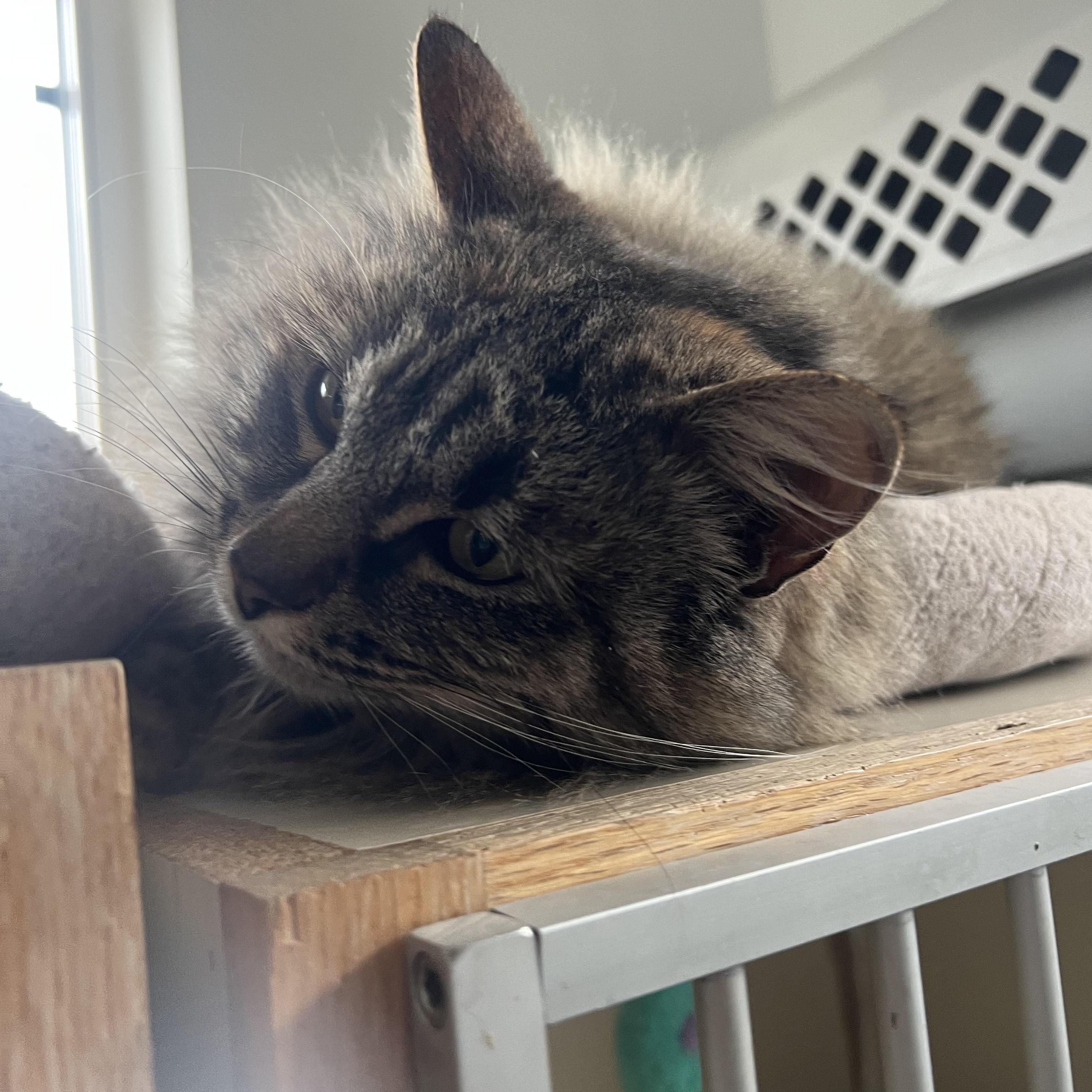 Zelda, a ADOPTABLE Domestic Long Hair in Bonners Ferry, ID image 2/2