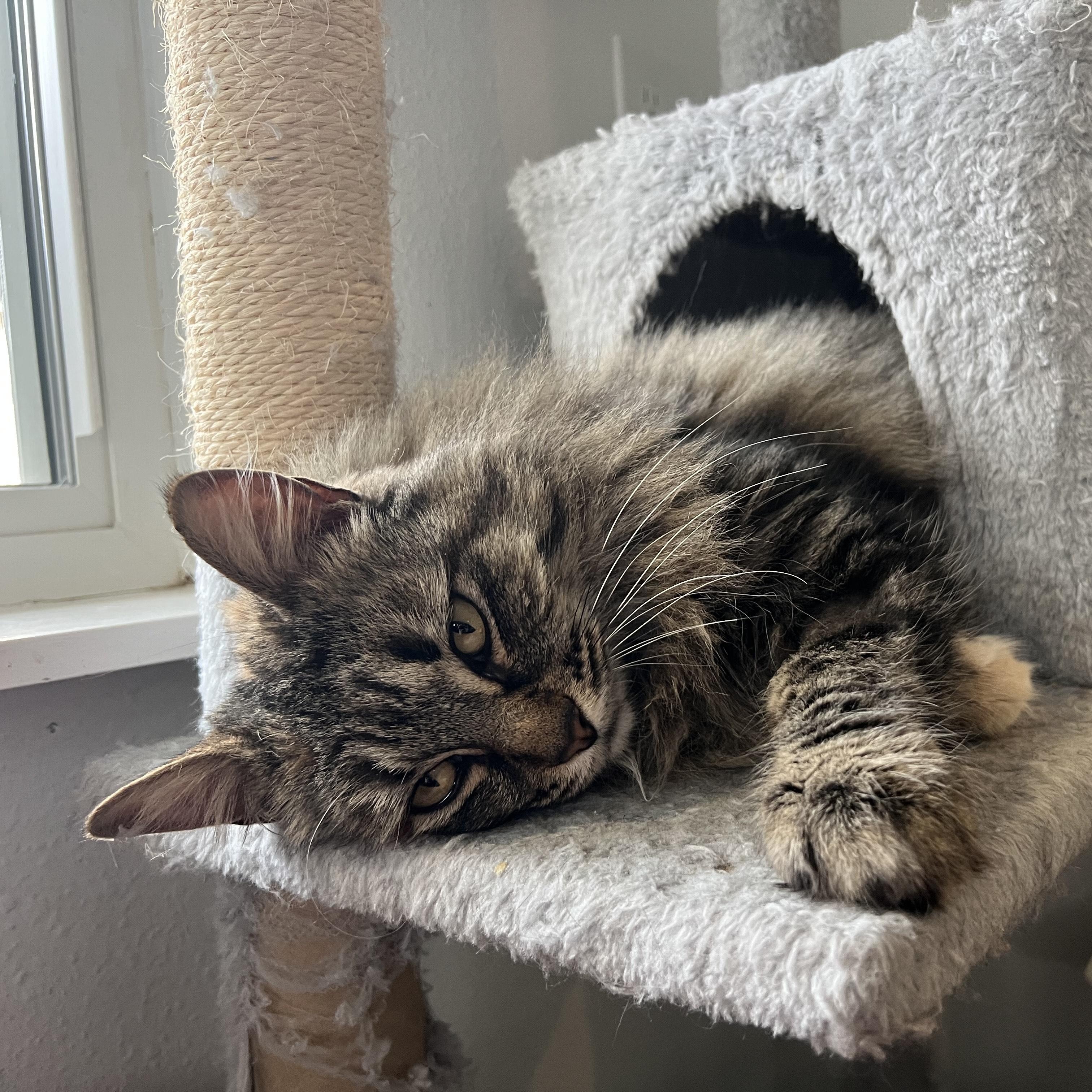 Enlarge Zelda, a ADOPTABLE Domestic Long Hair in Bonners Ferry, ID image 1/4