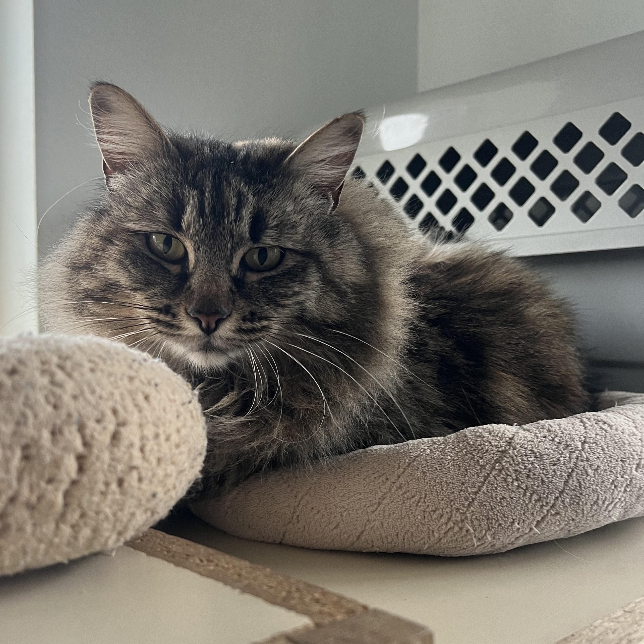 Zelda, ADOPTABLE, Adult Female Domestic Long Hair.