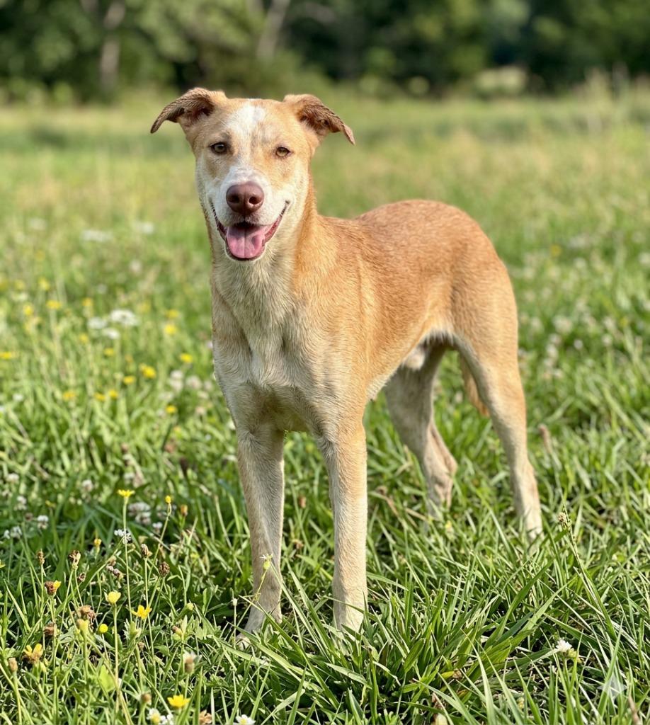 Enlarge Odin, a Adoptable mixed breed in Luling, TX image 2/2