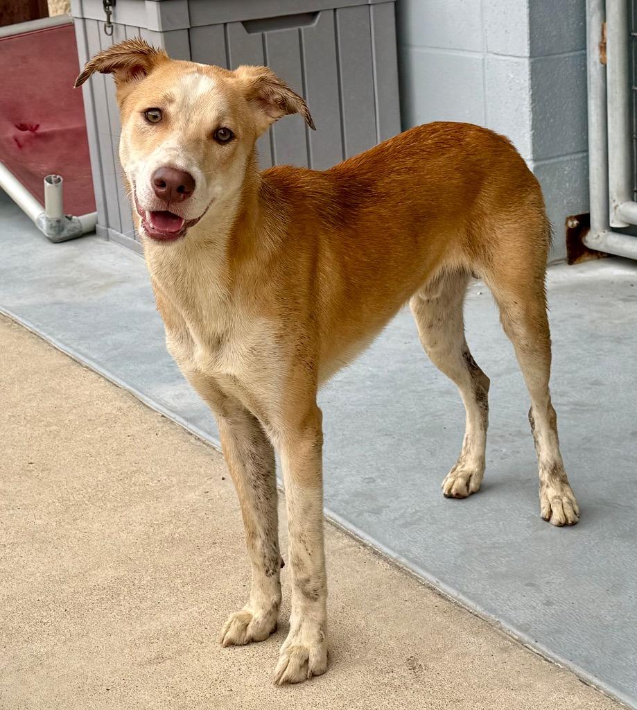 Odin, Adoptable, Young Male Mixed Breed.