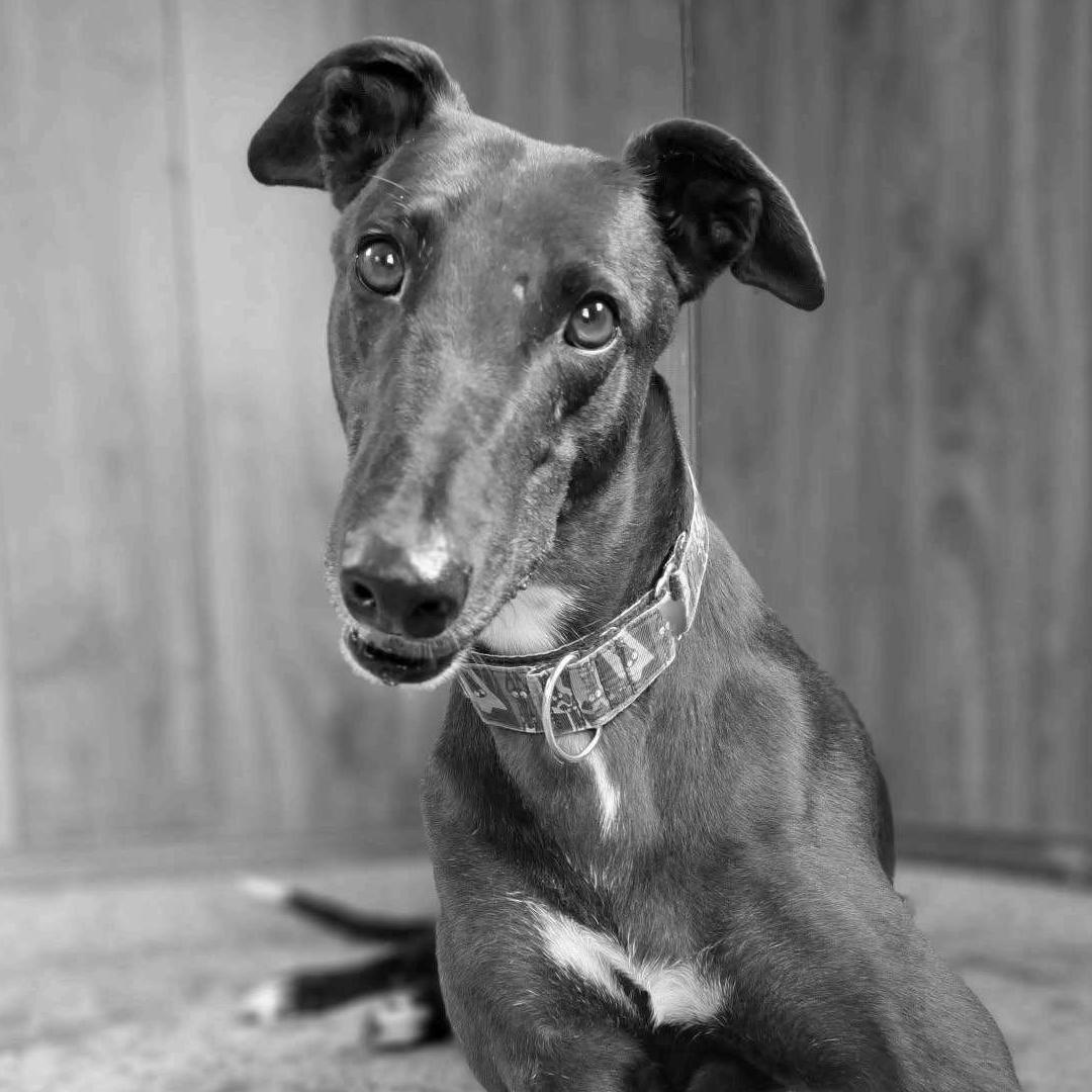 Enlarge Chuck, a ADOPTABLE Greyhound in Orange, CT image 4/4