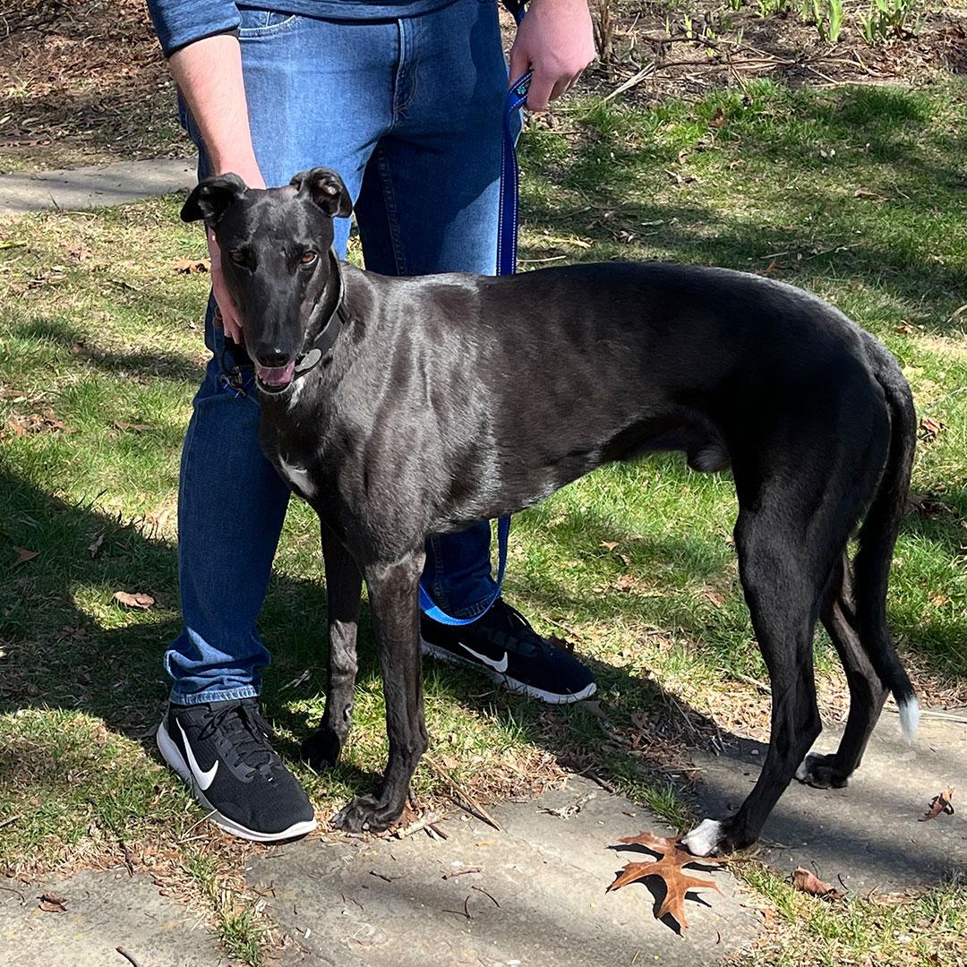 Chuck, ADOPTABLE, Adult Male Greyhound.