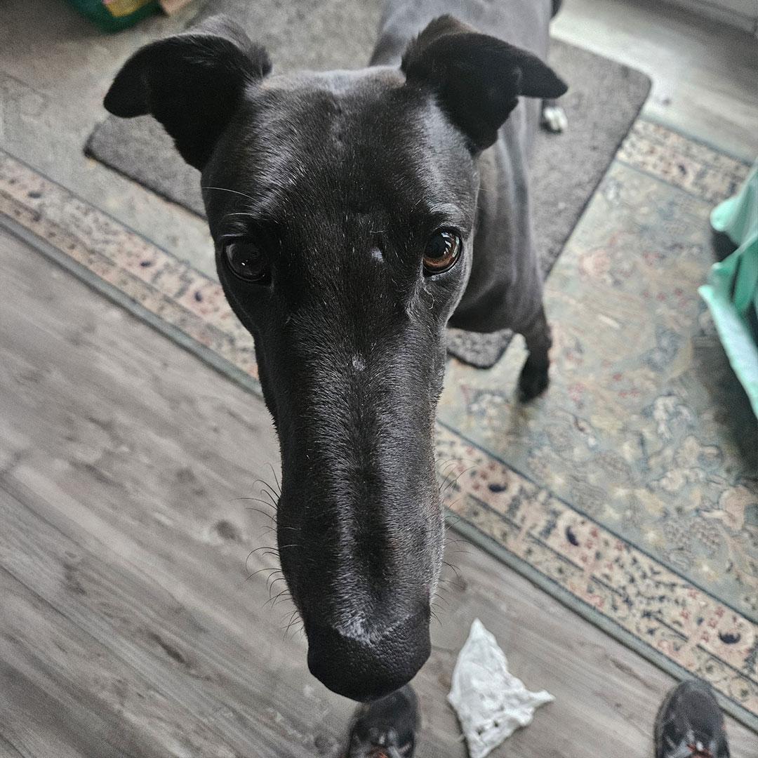 Enlarge Chuck, a ADOPTABLE Greyhound in Orange, CT image 2/4