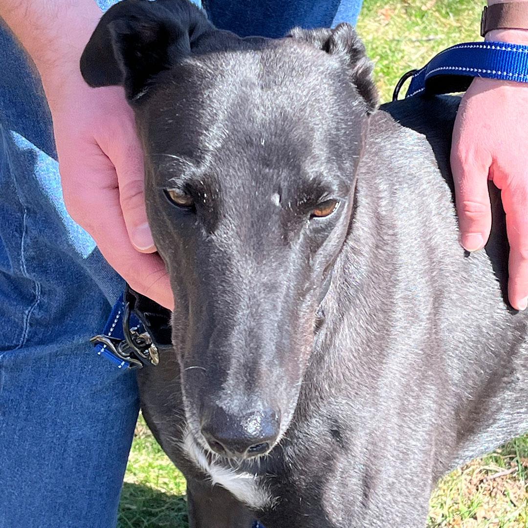 Enlarge Chuck, a ADOPTABLE Greyhound in Orange, CT image 3/4