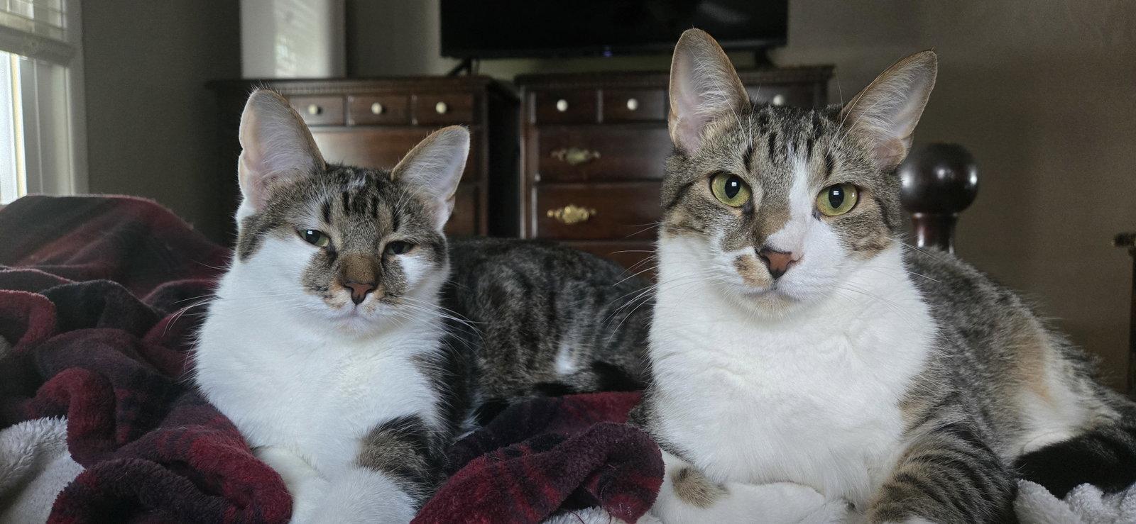 Enlarge Wanda, a Adopted Domestic Short Hair in Dublin, OH image 2/3
