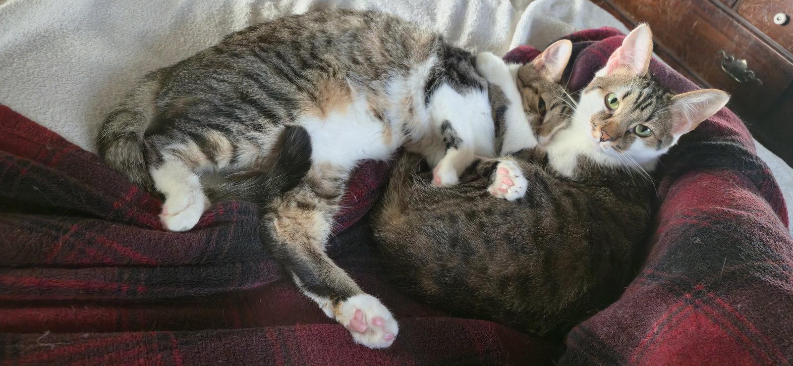 Enlarge Wanda, a Adopted Domestic Short Hair in Dublin, OH image 3/3