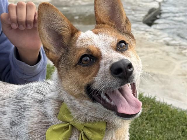 Enlarge PEBBLES, a Adoptable Australian Cattle Dog / Blue Heeler in Palo Alto, CA image 1/1