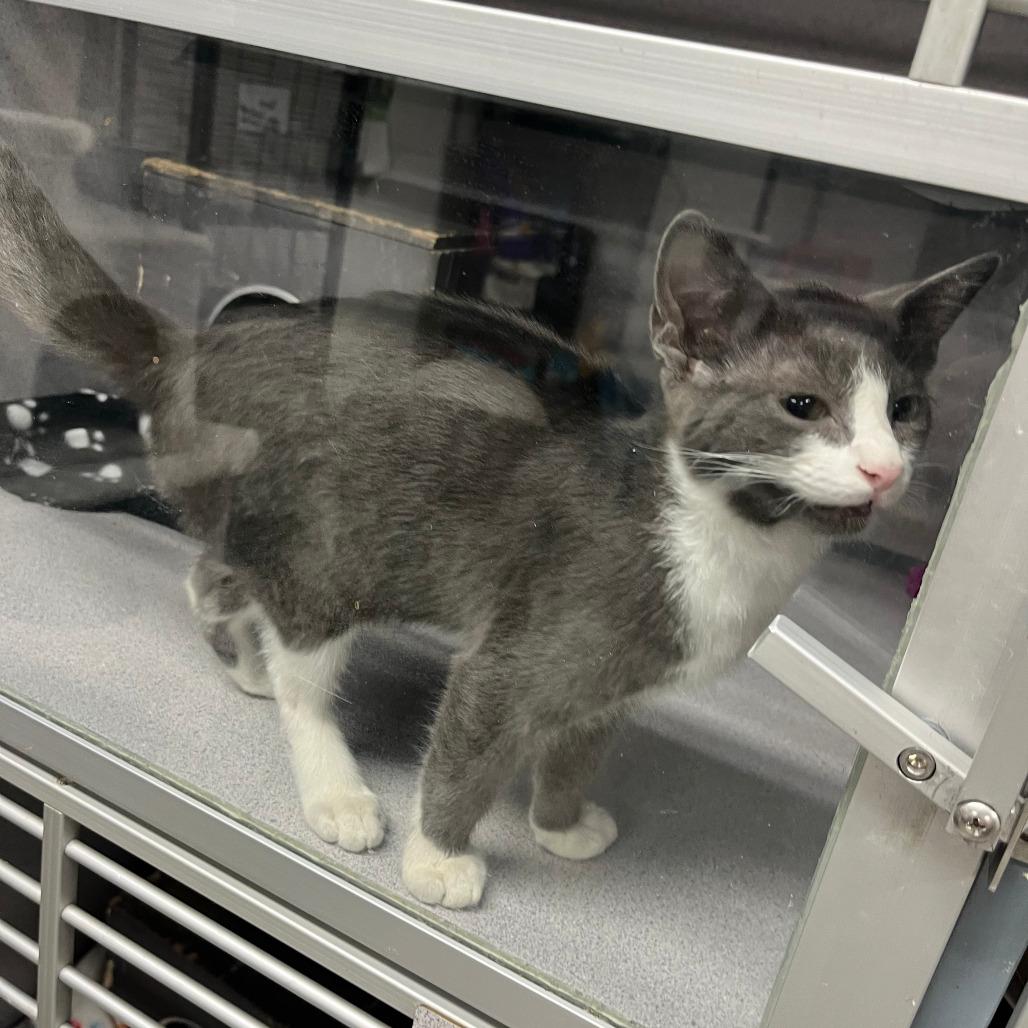Thomas, Adoptable, Young Male American Shorthair.