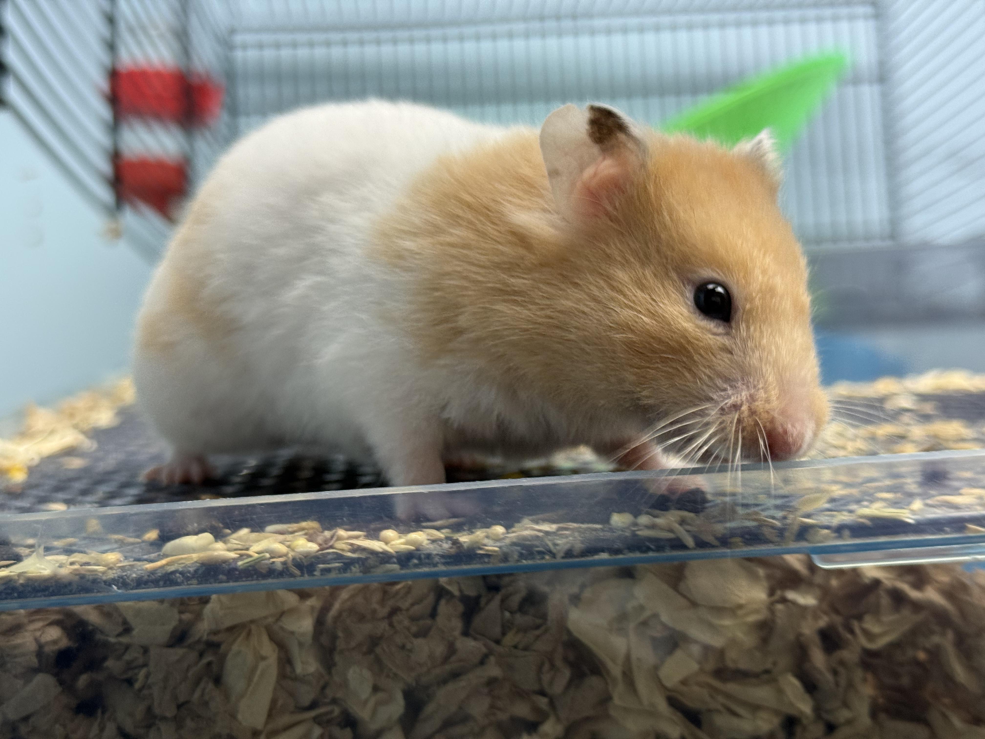 Drizzlicious, ADOPTABLE, Adult Female Hamster.
