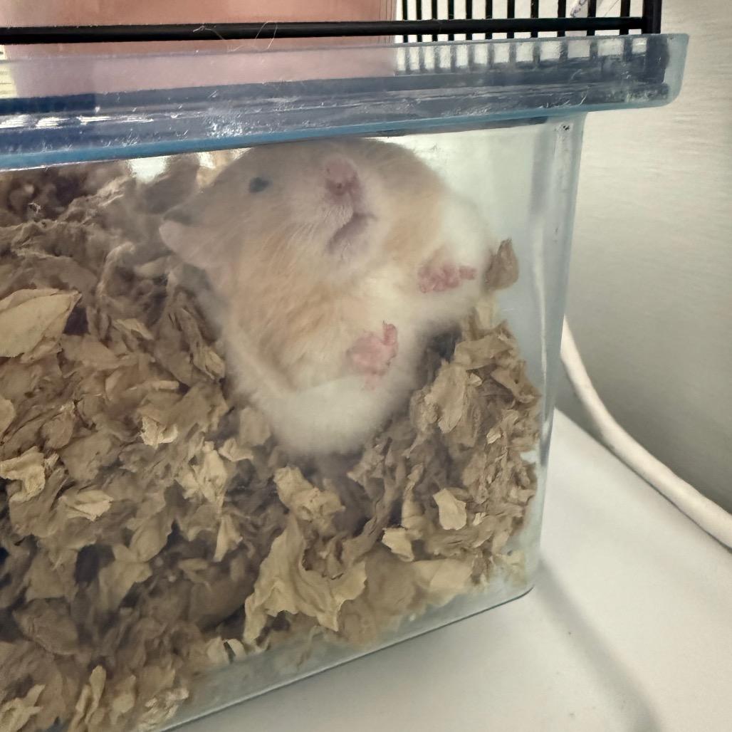 Enlarge Drizzlicious, a ADOPTABLE Hamster in Medford, NY image 2/2