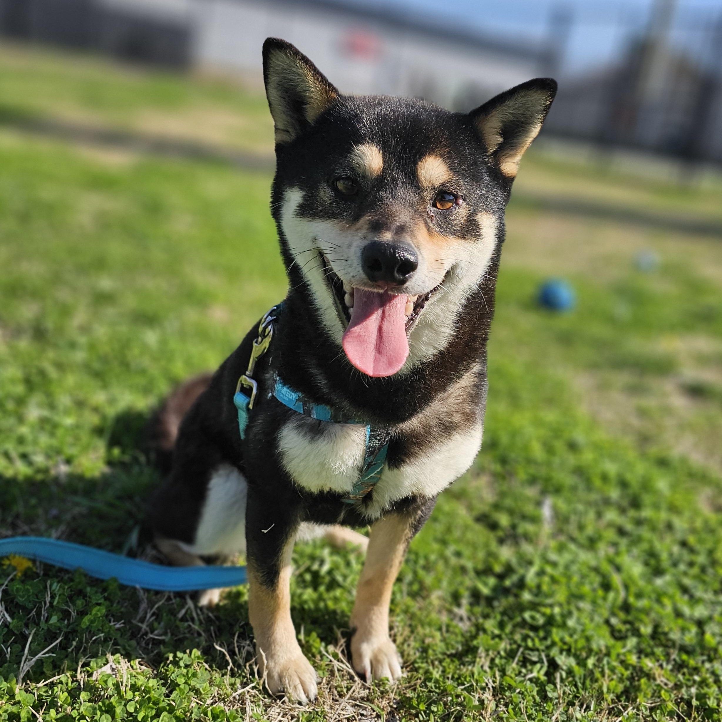 Enlarge Sprite, an adopted mixed breed in Lowell, AR image 5/6