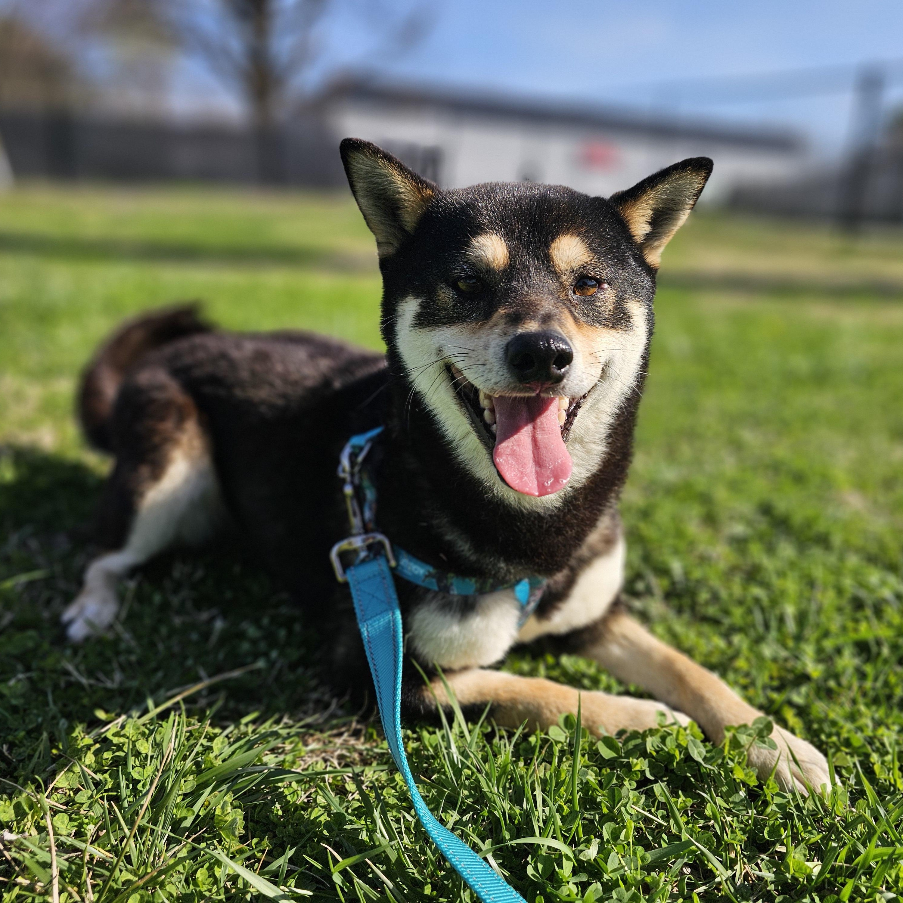 Enlarge Sprite, an adopted mixed breed in Lowell, AR image 6/6