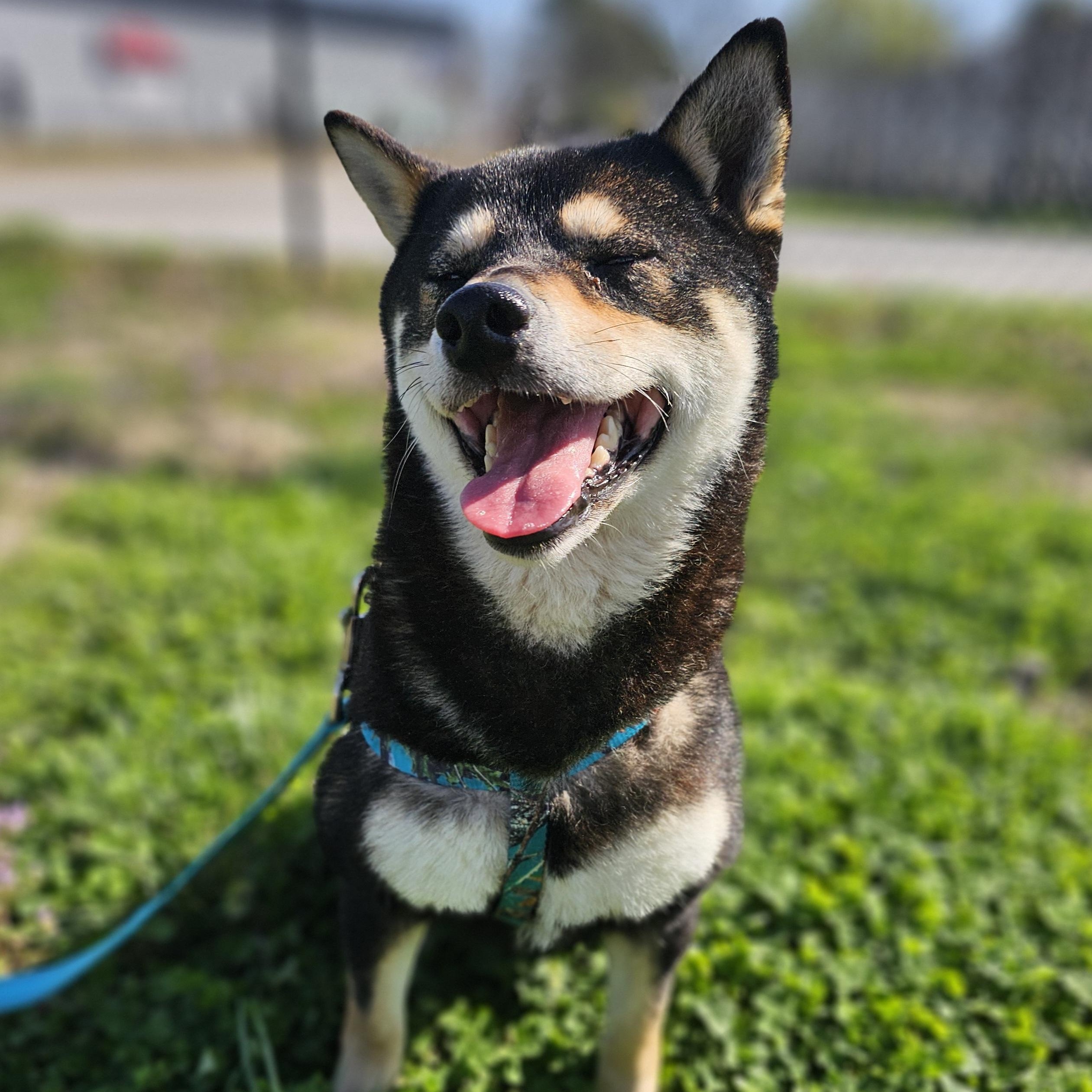 Enlarge Sprite, an adopted mixed breed in Lowell, AR image 4/6