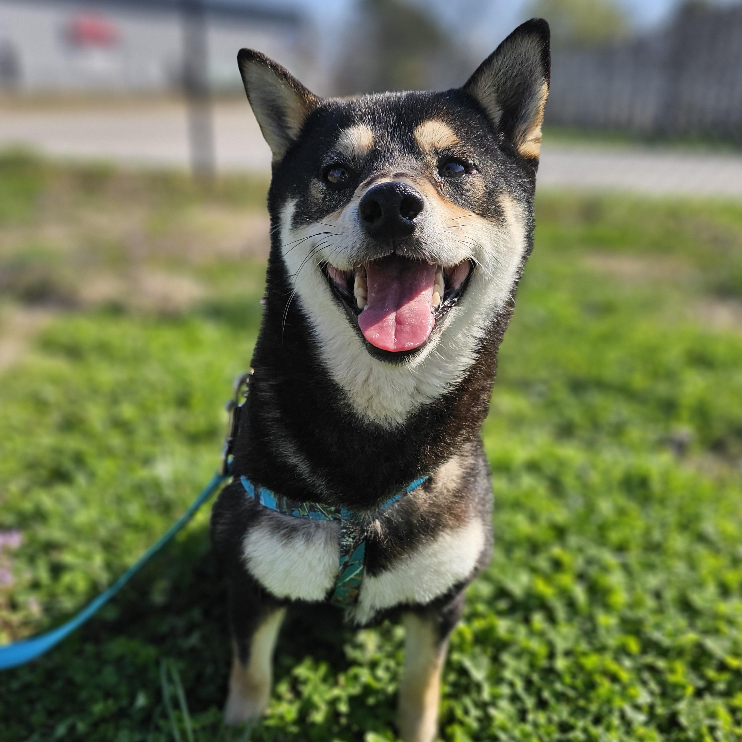 Enlarge Sprite, an adopted mixed breed in Lowell, AR image 2/6