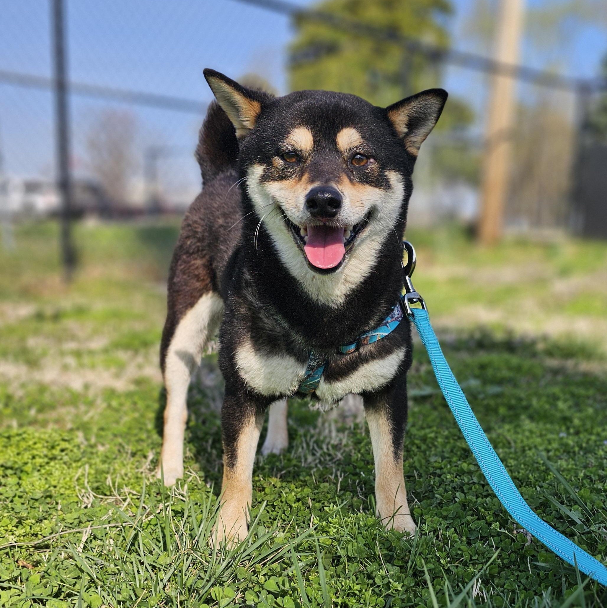 Enlarge Sprite, an adopted mixed breed in Lowell, AR image 1/6