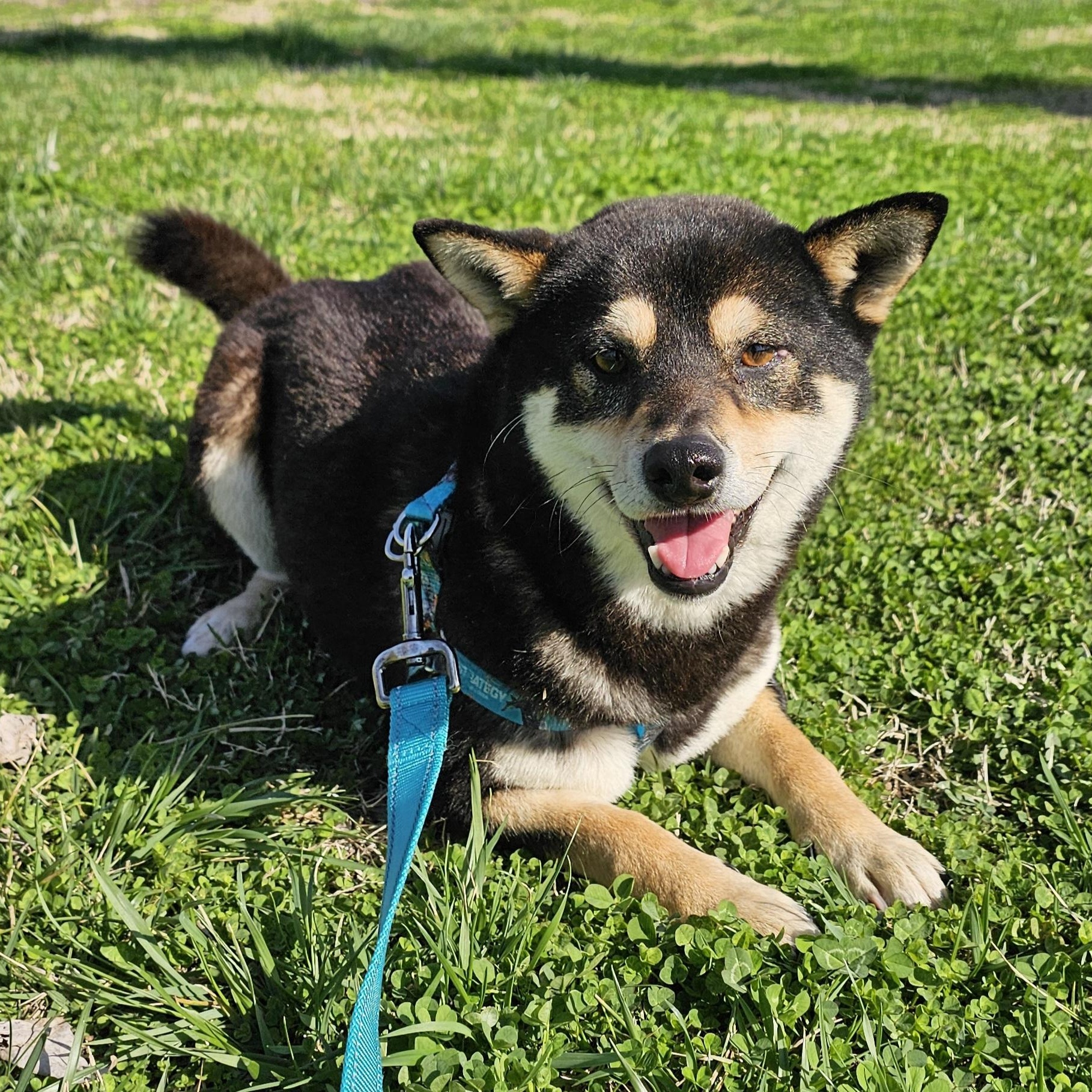 Enlarge Sprite, an adopted mixed breed in Lowell, AR image 3/6