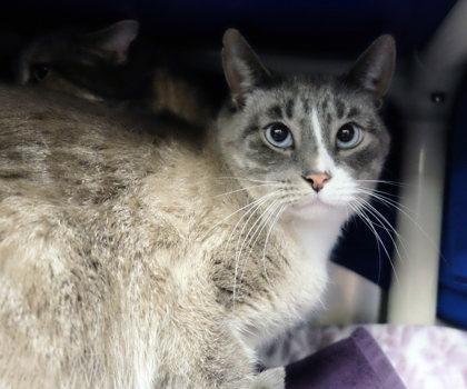 Kiwi bff w/ Shay, a Adoptable mixed breed in Ann Arbor, MI image 1/5