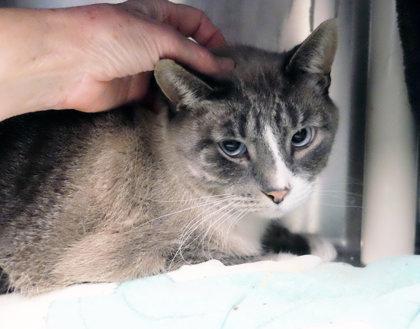 Kiwi bff w/ Shay, a Adoptable mixed breed in Ann Arbor, MI image 2/5