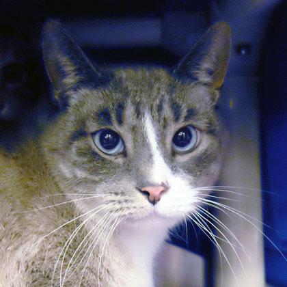 Kiwi bff w/ Shay, a Adoptable mixed breed in Ann Arbor, MI image 3/5