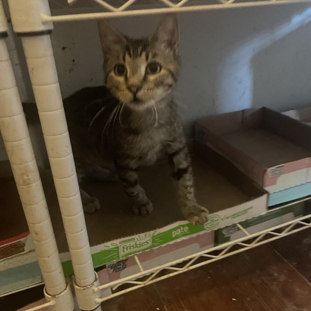 McQueen Jo, Adoptable, Young Male Domestic Short Hair.