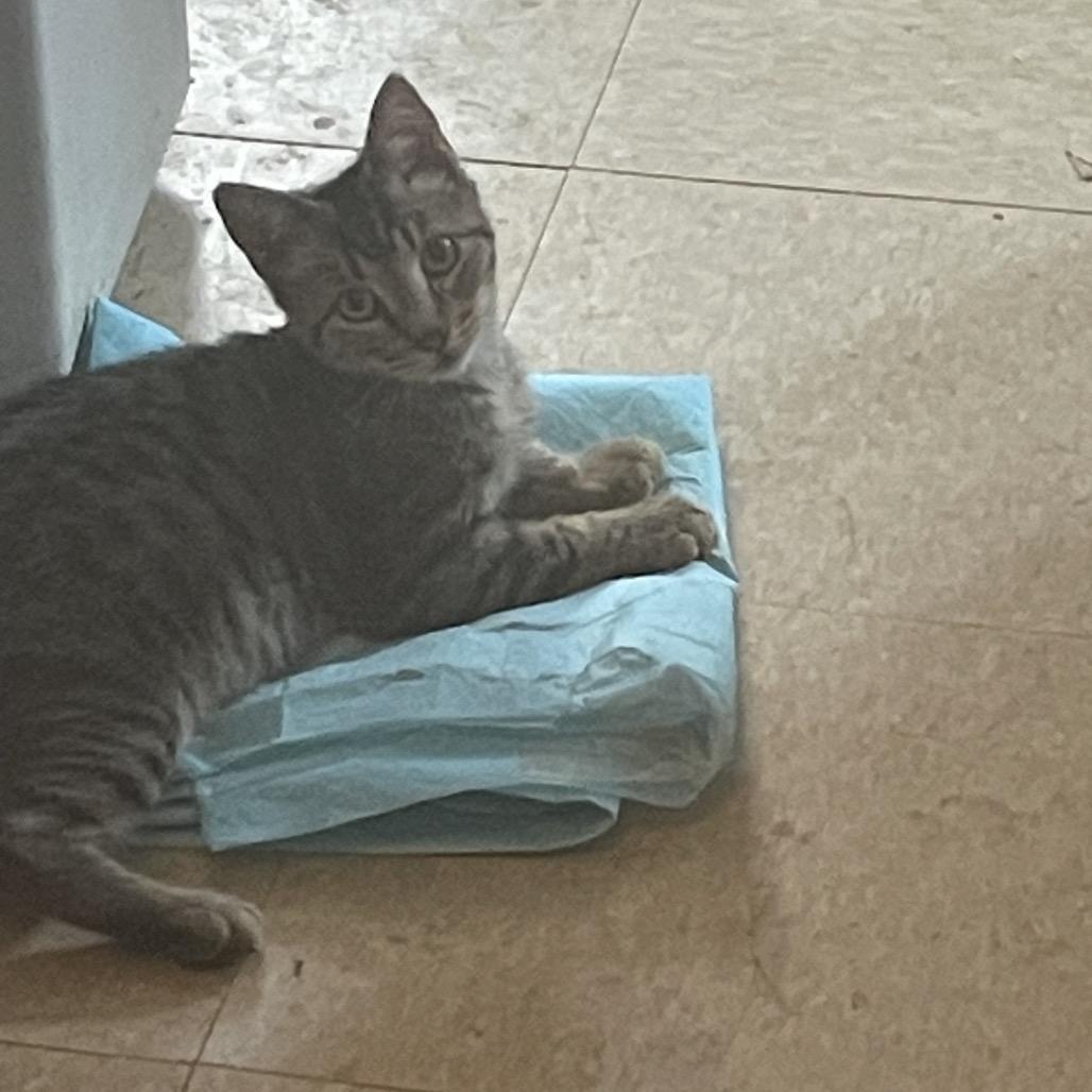 Enlarge McQueen Jo, a Adoptable Domestic Short Hair in Tallahassee, FL image 2/3