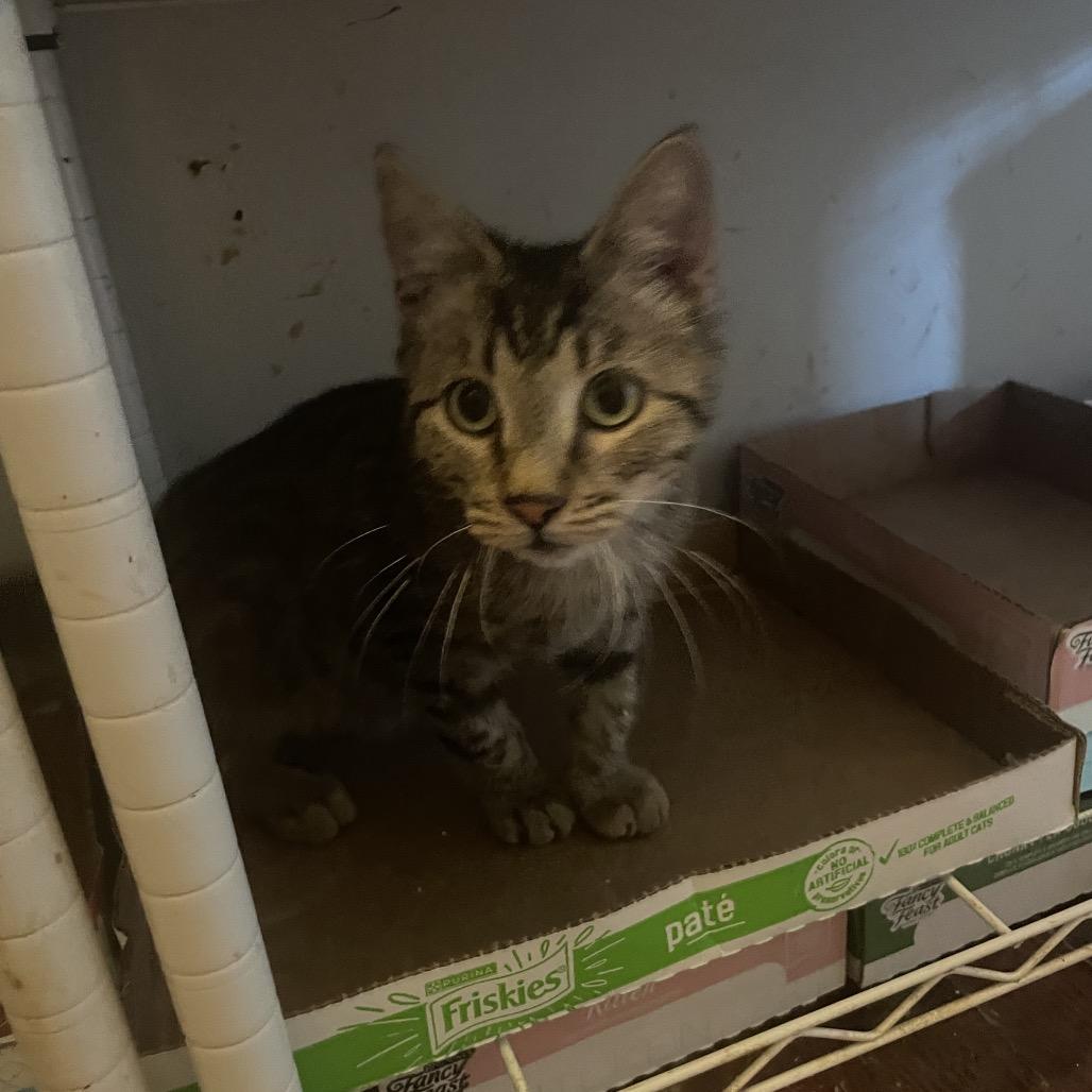 Enlarge McQueen Jo, a Adoptable Domestic Short Hair in Tallahassee, FL image 3/3