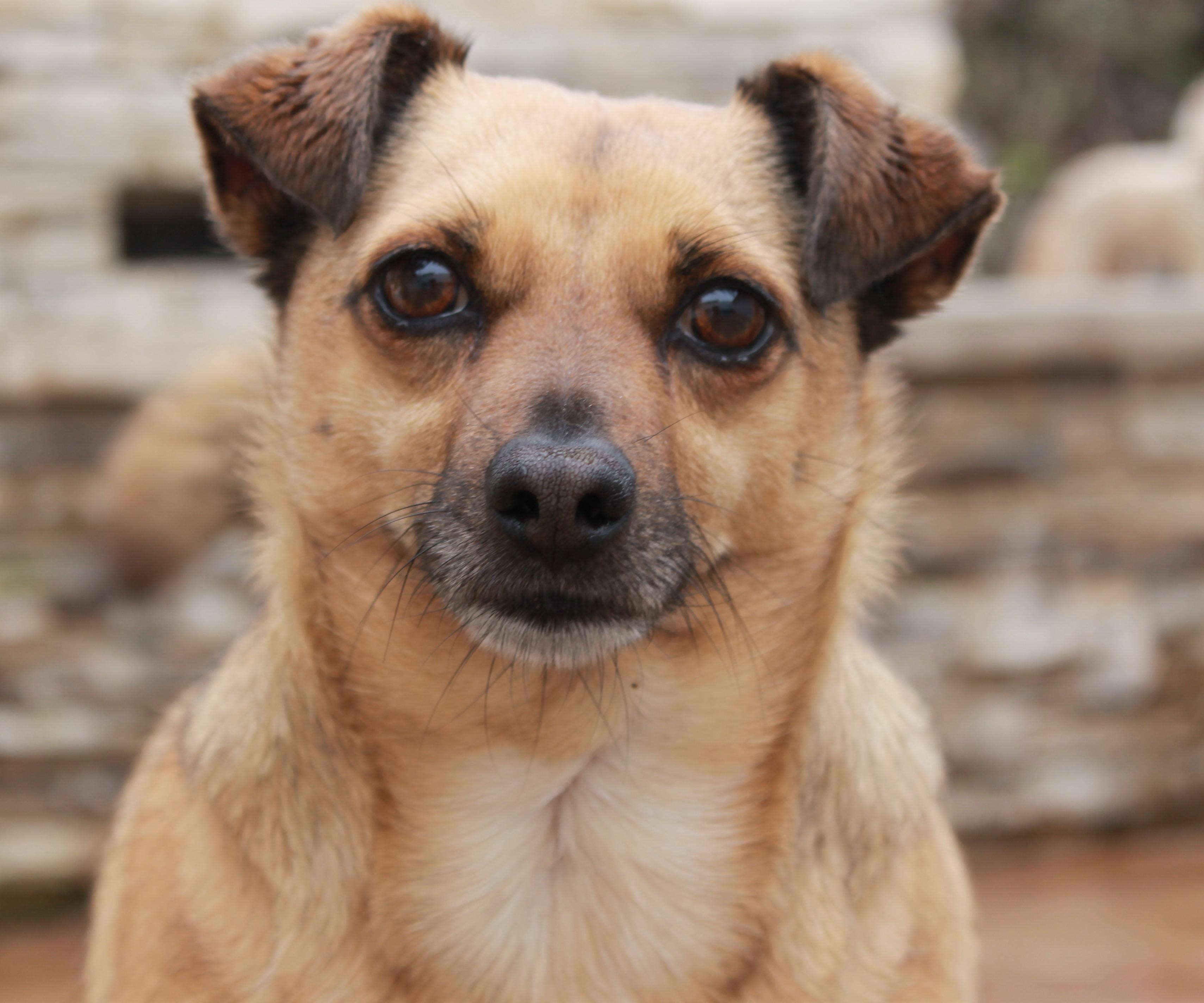Hooper, a Adoptable mixed breed in El Segundo, CA image 1/6