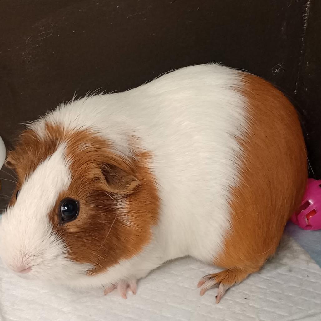 Borgia, Adoptable, Adult Female Short-Haired.