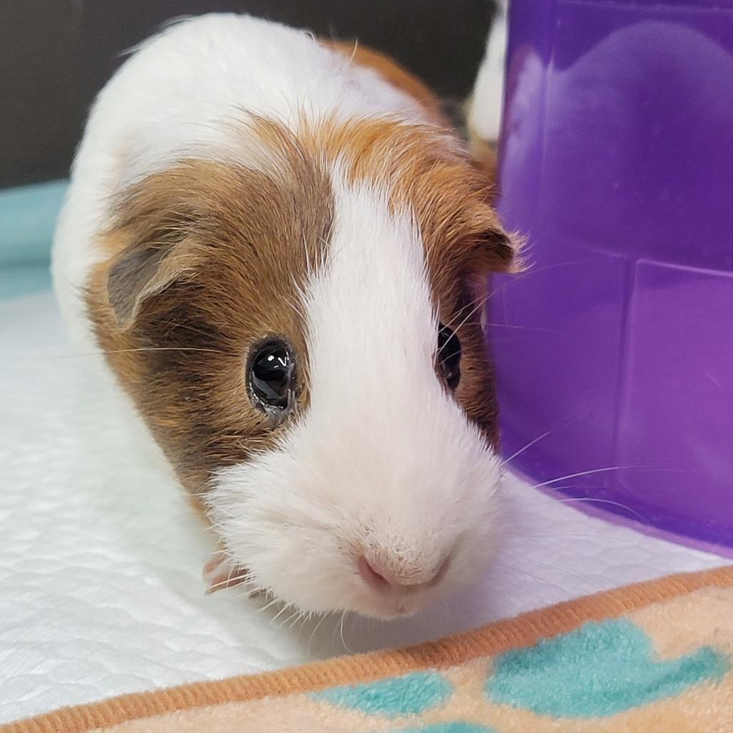 Borgia, a Adoptable Short-Haired in Las Vegas, NV image 2/2