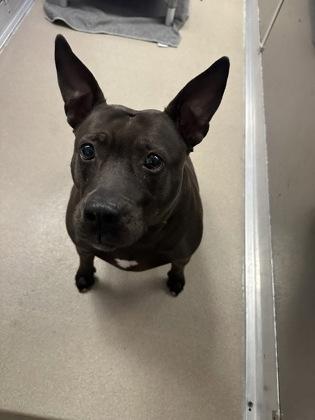 Enlarge Nala, a Adoptable mixed breed in Norfolk, VA image 1/2