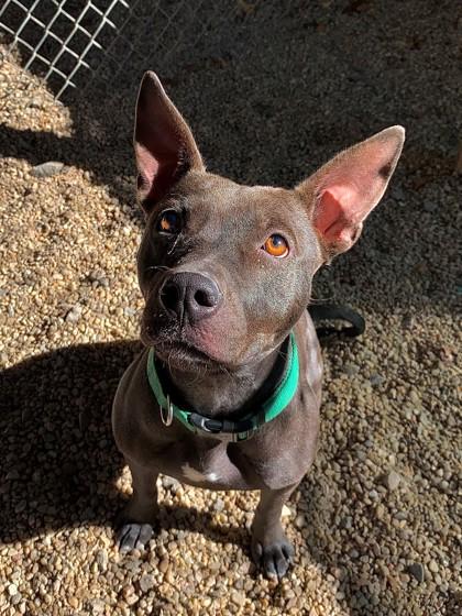 Enlarge Nala, a Adoptable mixed breed in Norfolk, VA image 2/2