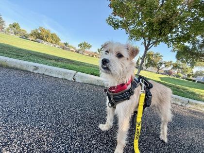 Ryder, Adoptable, Young Male Mixed Breed & Mixed Breed.