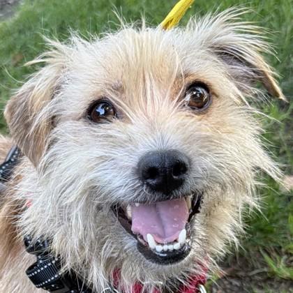 Enlarge Ryder, a Adoptable mixed breed in Pleasanton, CA image 2/3