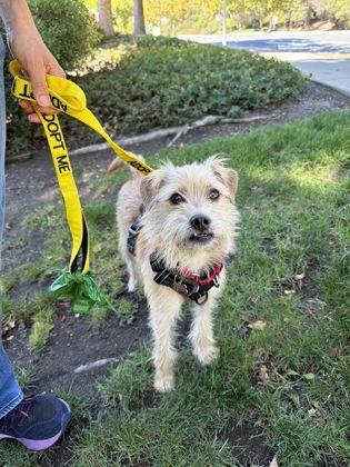 Enlarge Ryder, a Adoptable mixed breed in Pleasanton, CA image 3/3