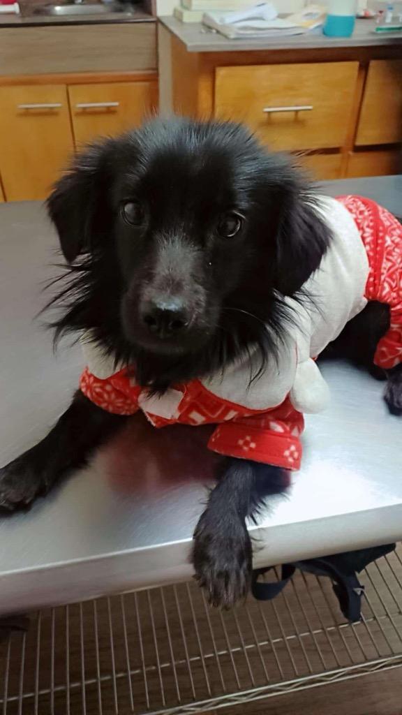 Enlarge Sofi, a Adopted mixed breed in Bristol, WI image 1/1