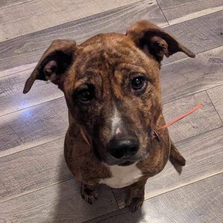 Brooklyn, ADOPTABLE, Adult Female Tennessee Treeing Brindle.