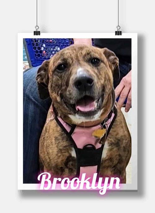 Enlarge Brooklyn, a ADOPTABLE mixed breed in Mount Royal, NJ image 3/3