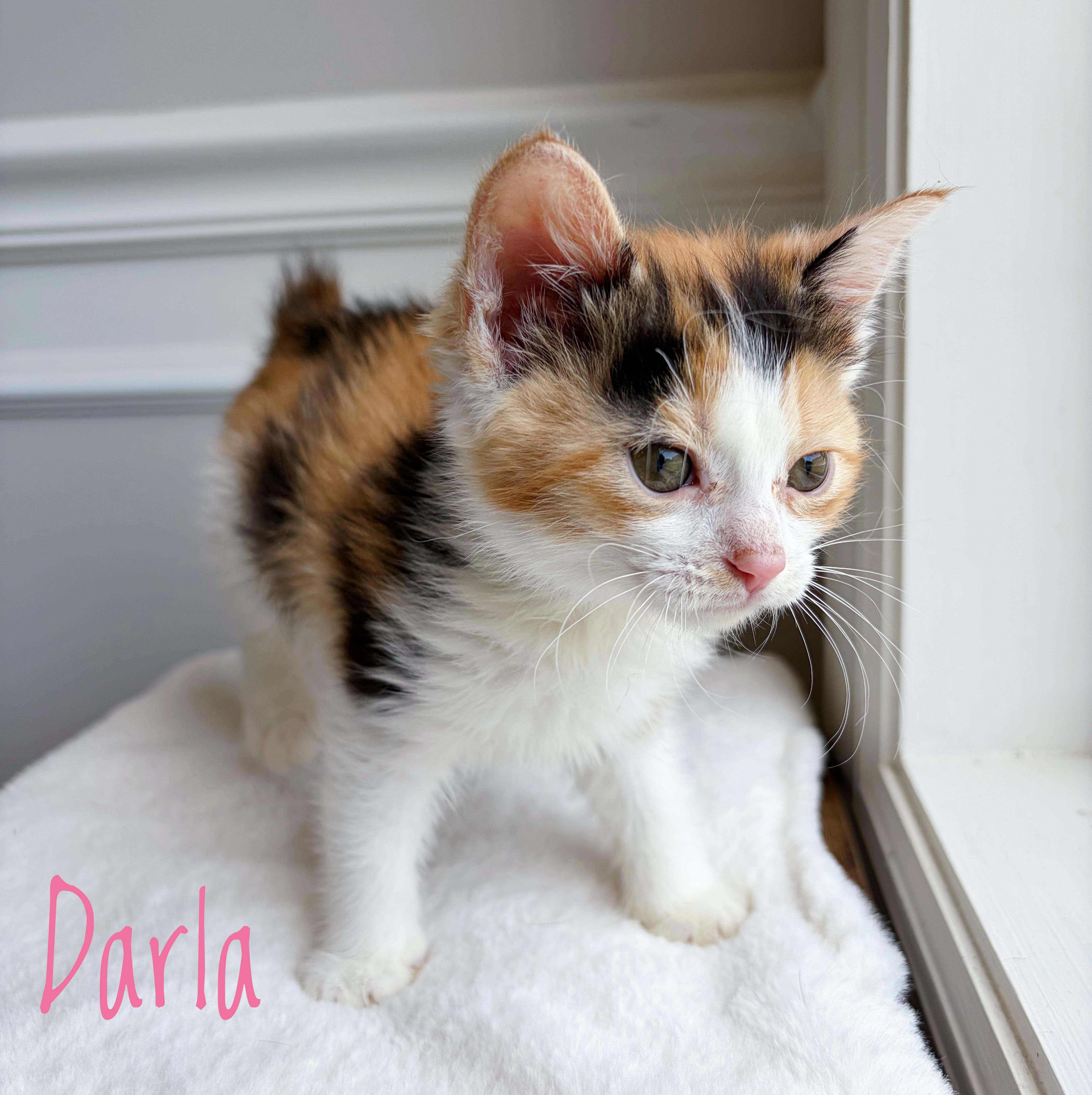 Darla , an adopted mixed breed in Bethel, OH image 1/2