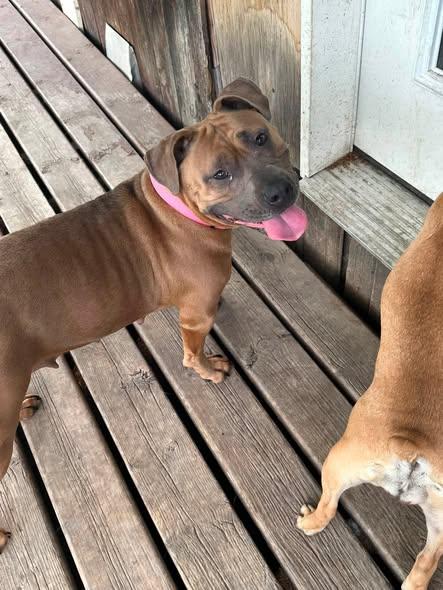 Enlarge Kona, a ADOPTABLE American Bully in Winnipeg, MB image 1/5