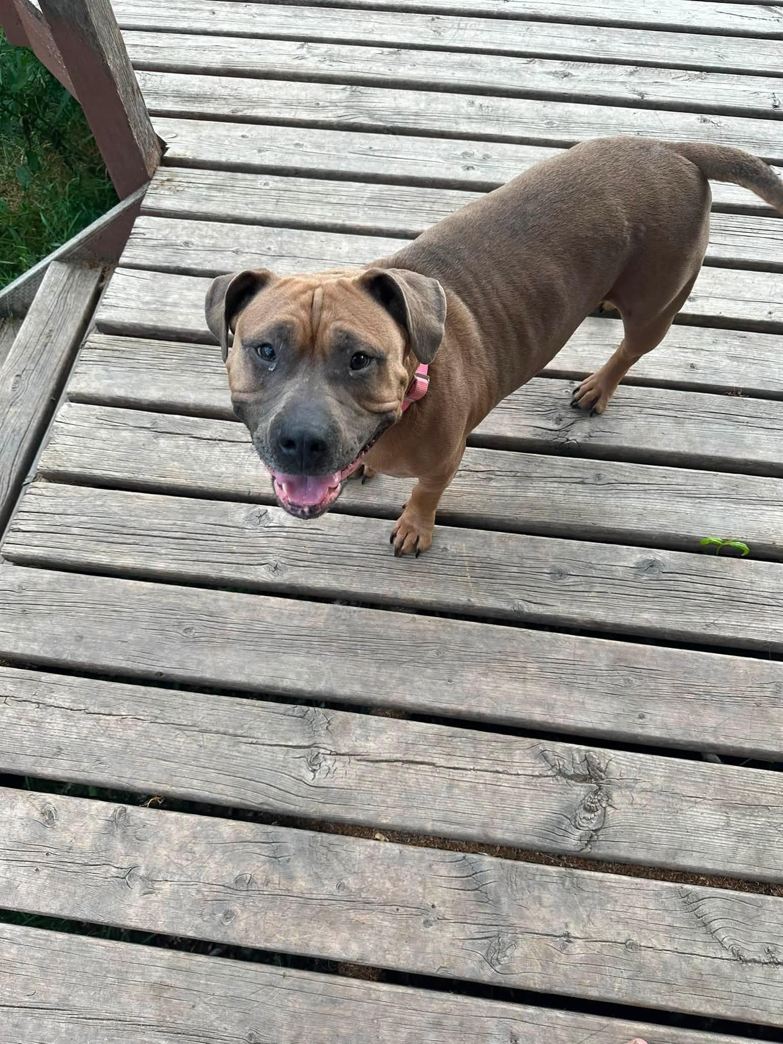 Enlarge Kona, a ADOPTABLE American Bully in Winnipeg, MB image 4/5