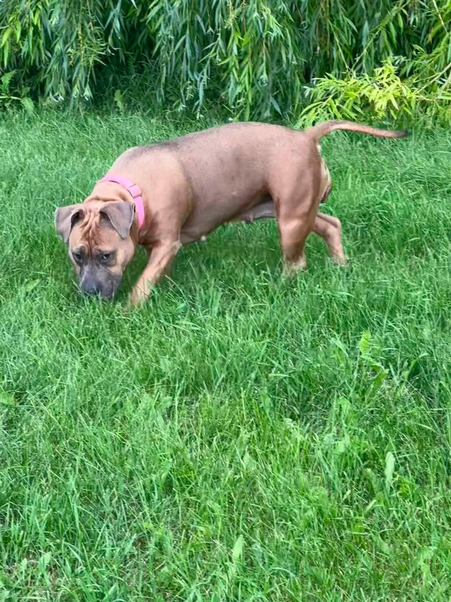 Enlarge Kona, a ADOPTABLE American Bully in Winnipeg, MB image 3/5