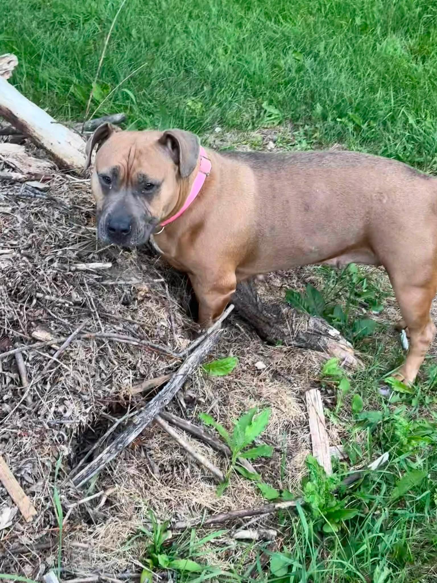 Enlarge Kona, a ADOPTABLE American Bully in Winnipeg, MB image 5/5