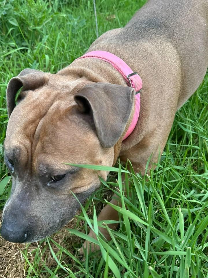 Enlarge Kona, a ADOPTABLE American Bully in Winnipeg, MB image 2/5