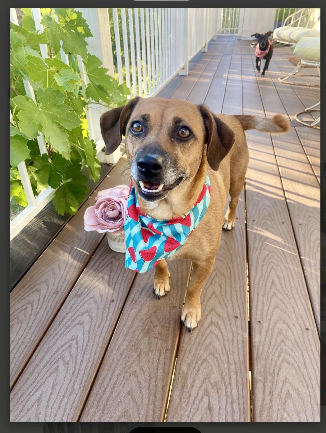 Enlarge Zuri, a Adopted mixed breed in Walnut Creek, CA image 1/6