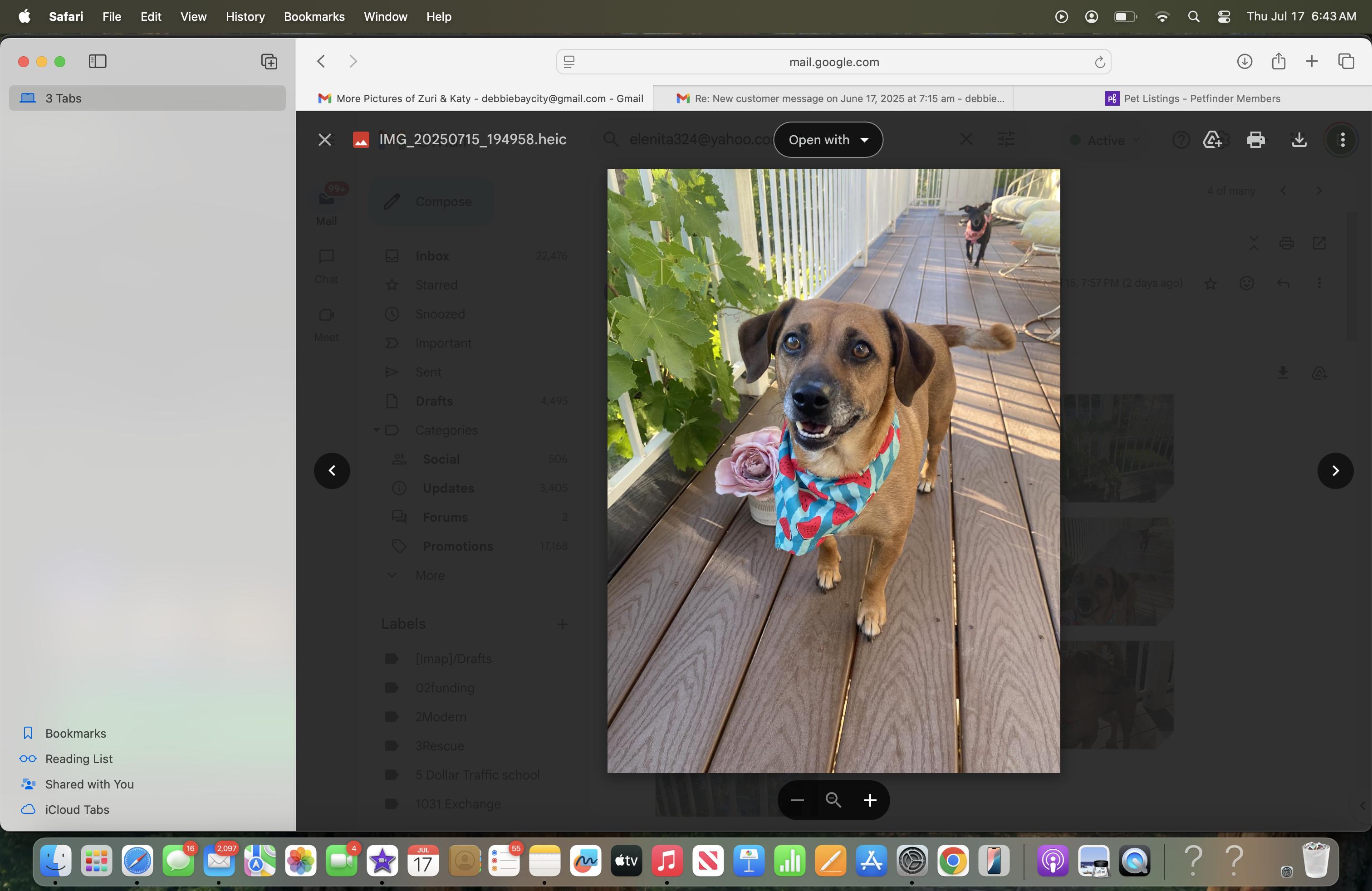 Enlarge Zuri, a Adopted mixed breed in Walnut Creek, CA image 2/6